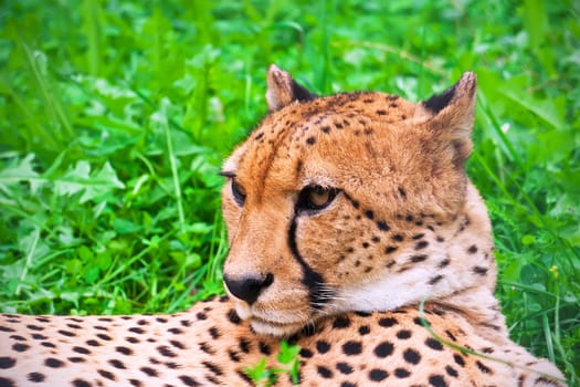 Beautiful close-up portrait of young graceful Cheetah