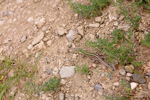 Small green sand lizard in green grass
