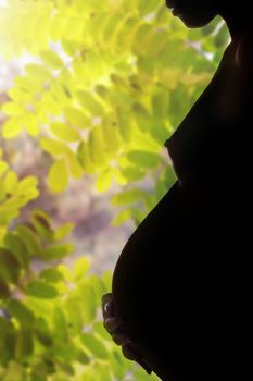 Silhouette of the pregnant lady and greenery on background