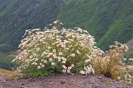 Caucasus mountain landscape and bush of camomiles