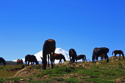 Horses on the summer autumn caucasus meadow