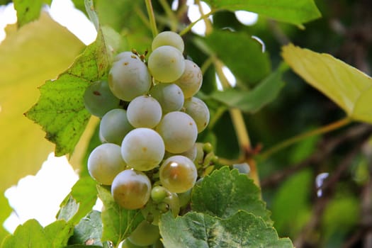 A White Grape Bunch ready for harvest