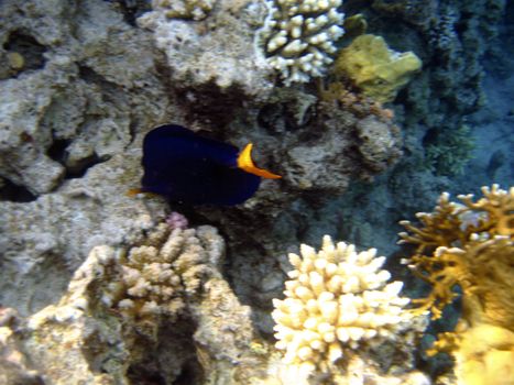 Tropical exotic fish in the Red sea. Zebrasoma xanthurum