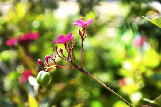 Exotic pink flower blooming on the branch of bush