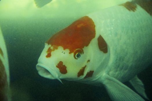 A Red and white exotic fish underwater