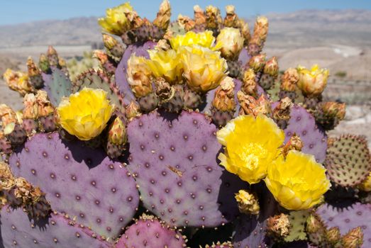 Yellow flowering cacti in Nevada desert