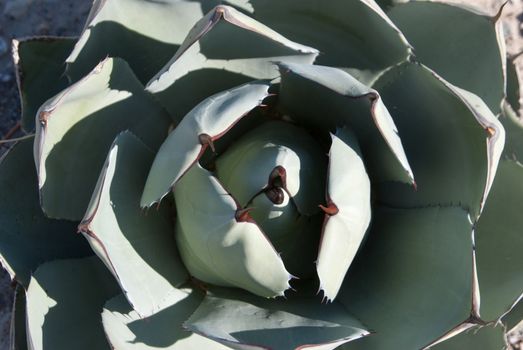 Green cacti with thorns