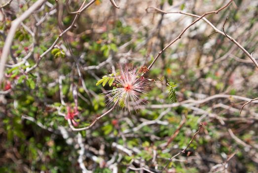 Spiked flower on tree branches