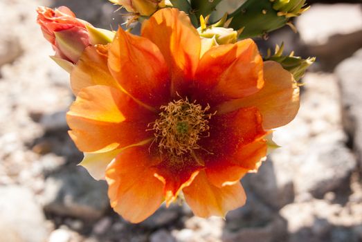 Orange cactus flower in sunlight