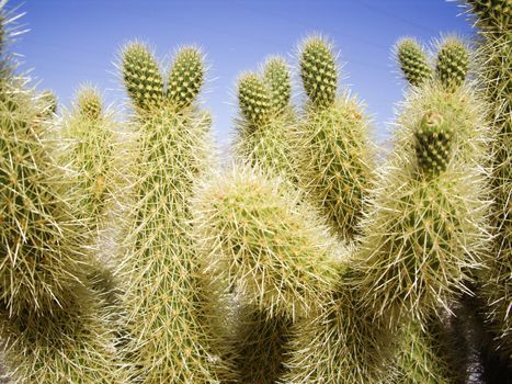 Green cactus with many spines