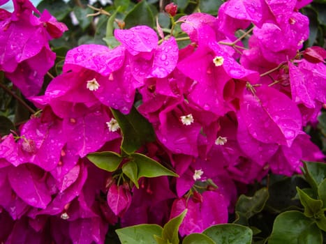 Raindrops on Bougainvillea