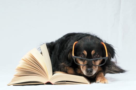 One intelligent Black Dog Reading Book on a White Background