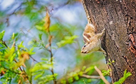 Indian Palm Squirrel, Funambulus palmarum, on a tree trunk giving mating call, copy space