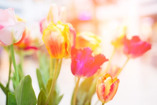 bouquet of colorful tulips in sunlight