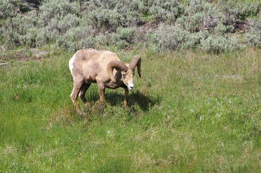Bighorn sheep grazes in Yellowstone National Park