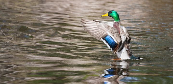 Mallard Duck (Drake) flapping wings in a pond