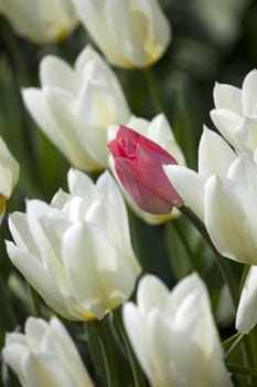 pink and white tulip flower 