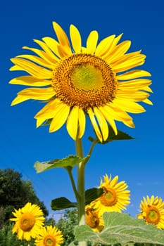 Beautiful close-up photo of big yellow sunflower