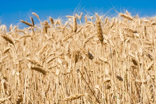 Beautiful golden wheat field under blue sky