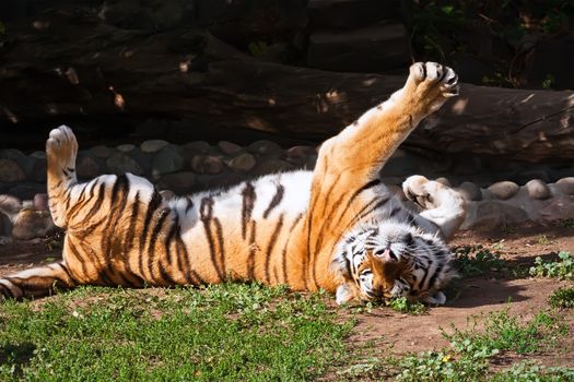 Wild and agressive Bengal tiger in zoo