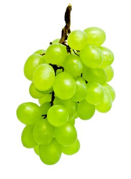 Branch of grapes isolated on white background