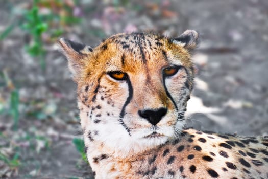 Beautiful close-up portrait of young graceful Cheetah