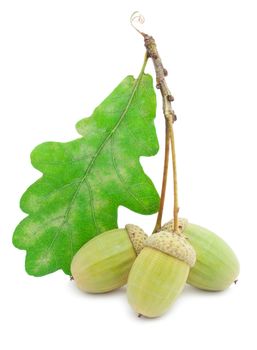 Beautiful macro photo of acorn, isolated on white background