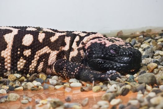 Beautiful close up photo of reptile Gila monster