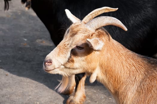 Nice close-up portrait of cute baby goat