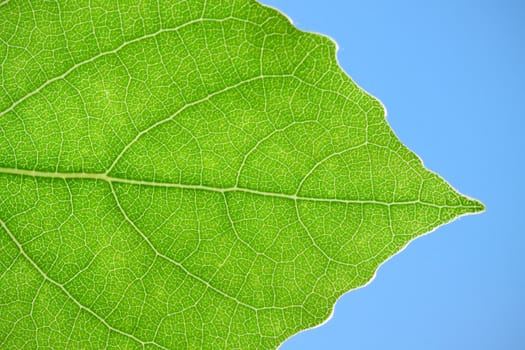 Nice macro photo of big green leaf