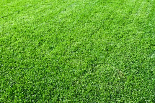 Green lush grass background under bright sunlight