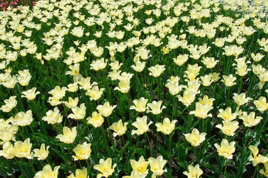 Beautiful colourful tulip flowers background in spring