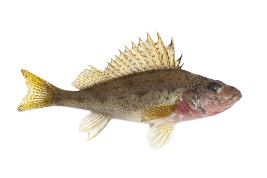 
ruff fish isolated on white background