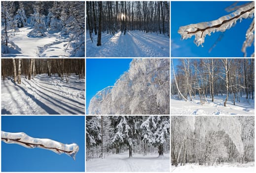 Nice photos of winter forest covered by white snow