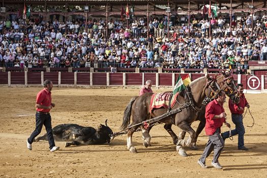 Ubeda, Jaen province, SPAIN - 02 october 2010: Drag mules are Bull died in the Bullfight to the slaughterhouse of the bullring of Ubeda, Jaen province, Spain