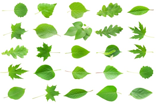 Collection of Green Leaves isolated on white background