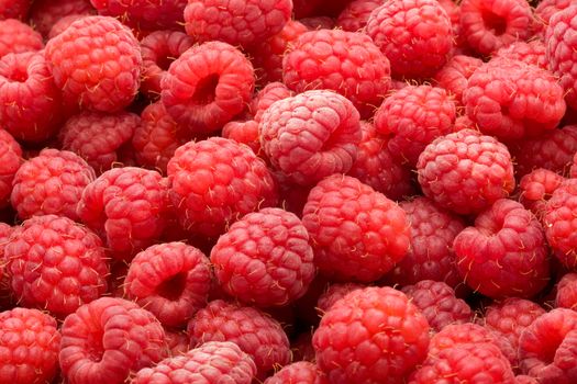 Many fresh red raspberries making beautiful background