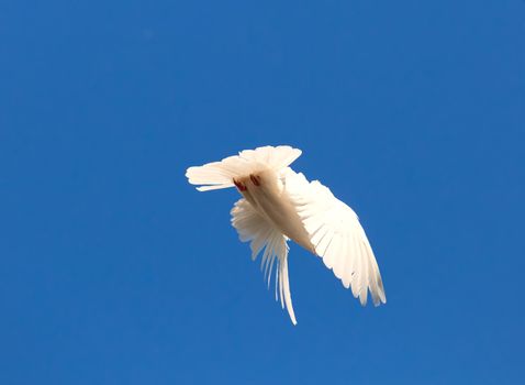 Nice close-up photo of white flying pigeon