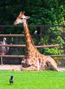 Portrait of big African giraffe in zoo