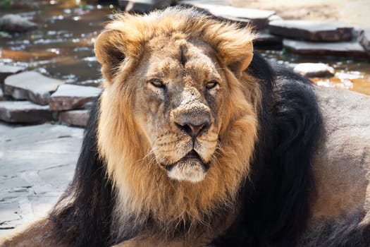 King of animals - African male lion in zoo