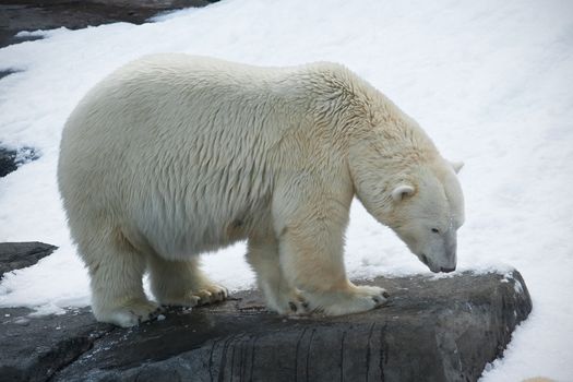 Nice photo of cute white polar bear