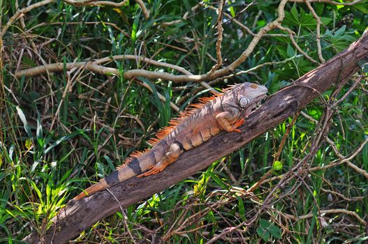 Large wild green iguana on branch in Costa Rica