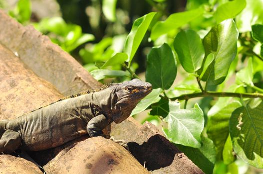 Large iguana on rocks in Costa Rica