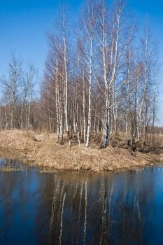 Nice photo of young birch trees in spring