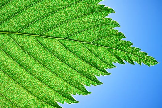 Nice macro photo of big green leaf