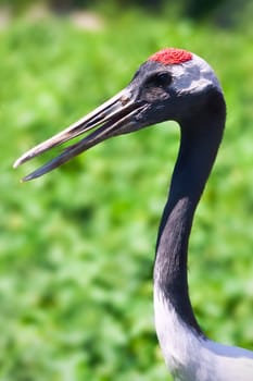 Beautiful closeup portrait of Red-crowned Japanese Crane