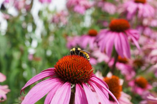 Honeybee drinking nectar from purple cone or echinacea flower 