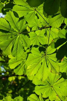 Lush green leaves background in bright sunlight