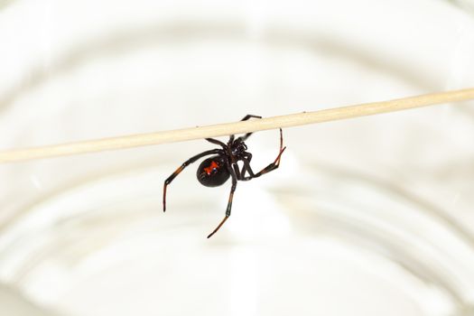 Deadly female black widow spider, Latrodectus mactans, with red hourglass shape underneath her abdomen.