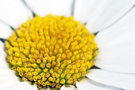 Yellow core of white daisy flower